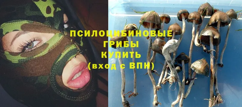 Галлюциногенные грибы Psilocybine cubensis  мега зеркало  Берёзовка 